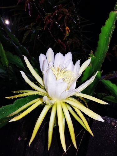 Selenicereus undatus (Dragon Fruit) (alternate view 4)