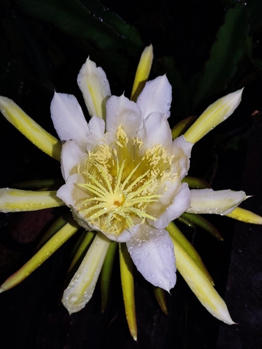 Selenicereus undatus (Dragon Fruit) (alternate view 5)