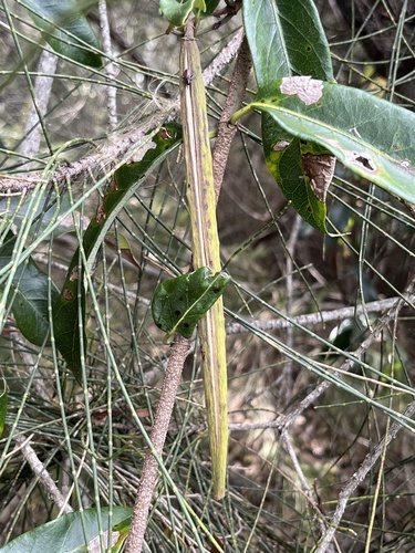 Parsonsia straminea (Common Silkpod) (alternate view 9)