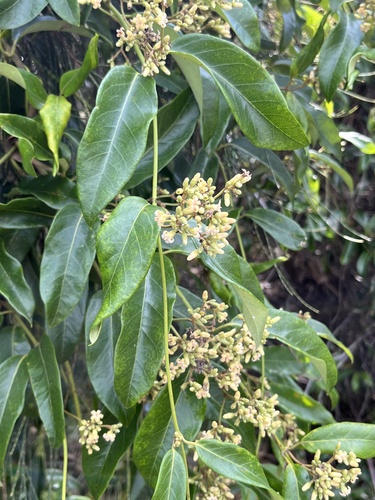 Parsonsia straminea (Common Silkpod) (alternate view 10)