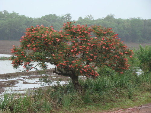 Erythrina crista-galli (Cockspur coral tree) (alternate view 5)