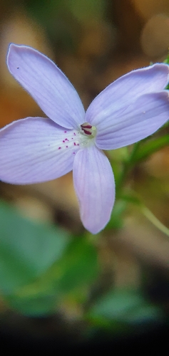 Pseuderanthemum variabile (Pastel Flower) (alternate view 6)