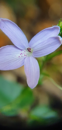 Pseuderanthemum variabile (Pastel Flower) (alternate view 7)