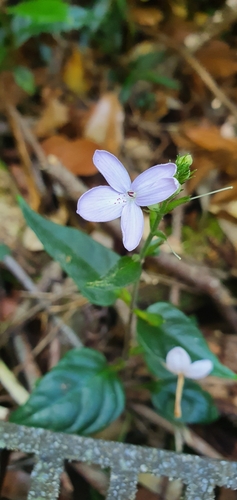 Pseuderanthemum variabile (Pastel Flower) (alternate view 8)