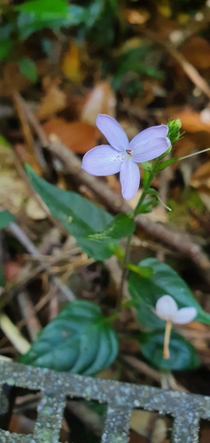 Pseuderanthemum variabile (Pastel Flower) (alternate view 9)