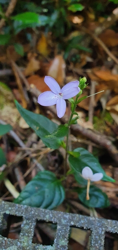 Pseuderanthemum variabile (Pastel Flower) (alternate view 10)