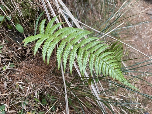 Dryopteris lepidopoda (Sunset Fern)