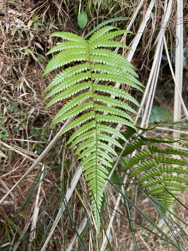 Dryopteris lepidopoda (Sunset Fern) (alternate view 2)