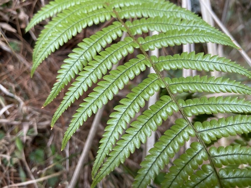 Dryopteris lepidopoda (Sunset Fern) (alternate view 3)