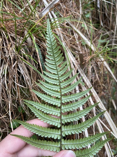 Dryopteris lepidopoda (Sunset Fern) (alternate view 4)