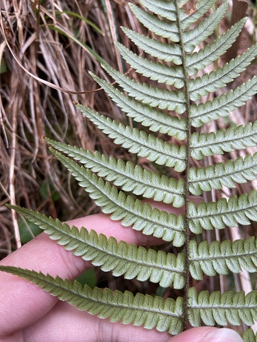 Dryopteris lepidopoda (Sunset Fern) (alternate view 5)
