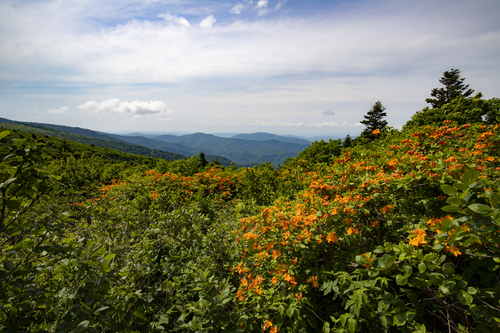Rhododendron calendulaceum (Flame Azalea) (alternate view 10)