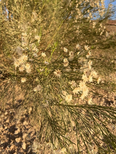 Baccharis sarothroides (Desert Broom) (alternate view 5)