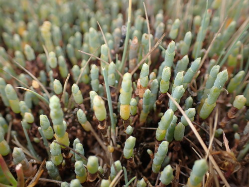 Salicornia quinqueflora (Beaded Samphire) (alternate view 9)