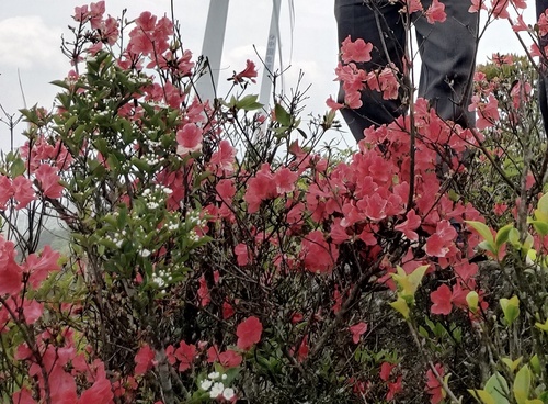 Rhododendron simsii (Indian Azalea) (alternate view 7)