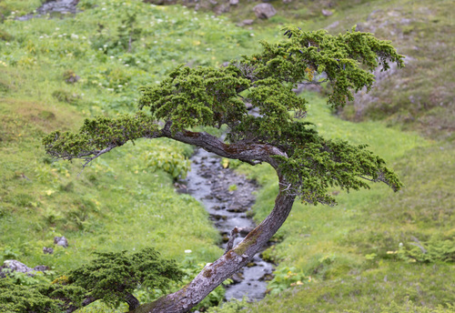 Tsuga mertensiana (mountain hemlock) (alternate view 2)