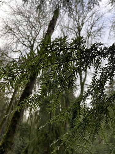 Tsuga heterophylla (western hemlock)