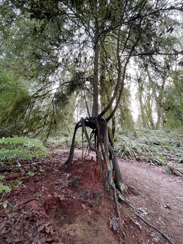Tsuga heterophylla (western hemlock) (alternate view 2)