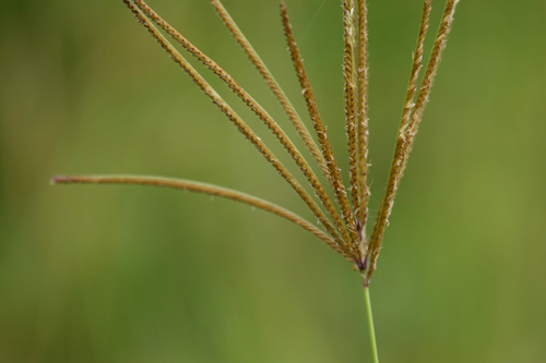Chloris gayana (Rhodes Grass) (alternate view 5)