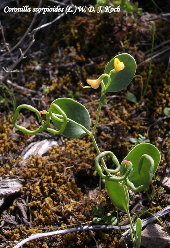 Coronilla