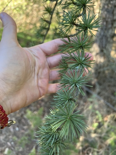 Cedrus atlantica (Atlas Cedar) (alternate view 2)