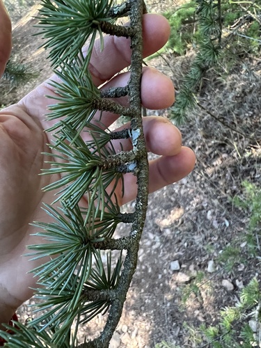 Cedrus atlantica (Atlas Cedar)