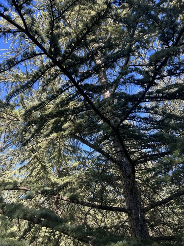 Cedrus atlantica (Atlas Cedar) (alternate view 3)