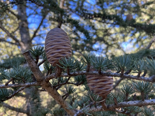 Cedrus atlantica (Atlas Cedar) (alternate view 4)
