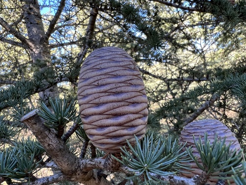 Cedrus atlantica (Atlas Cedar) (alternate view 5)