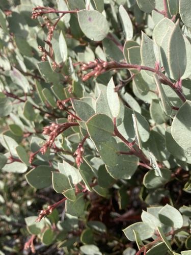 Arctostaphylos viscida (Whiteleaf Manzanita) (alternate view 10)