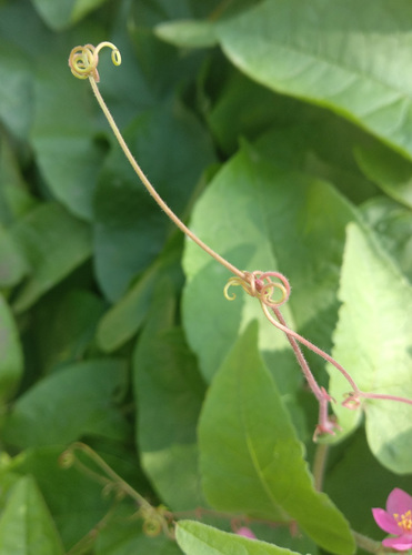 Antigonon leptopus (Coral Vine) (alternate view 4)