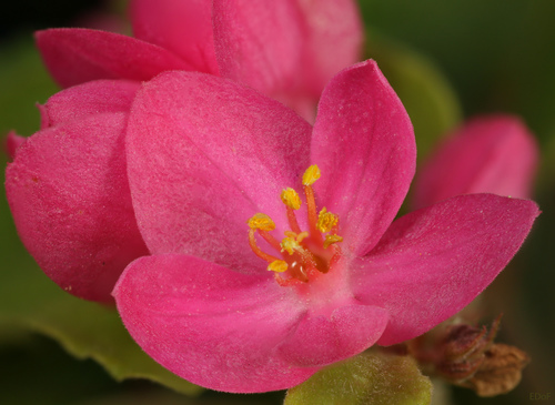 Antigonon leptopus (Coral Vine) (alternate view 2)