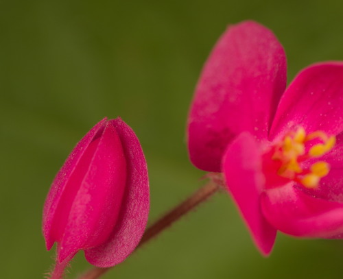 Antigonon leptopus (Coral Vine) (alternate view 3)