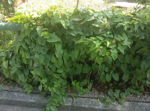 Antigonon leptopus (Coral Vine) (alternate view 5)