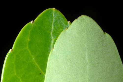 Ilex glabra (gallberry) (alternate view 8)