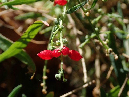 Chenopodium nutans (Climbing saltbush) (alternate view 5)