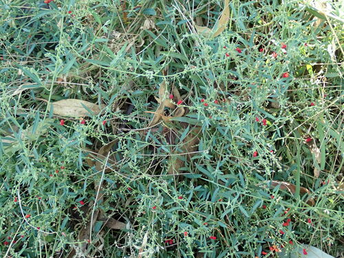 Chenopodium nutans (Climbing saltbush) (alternate view 6)