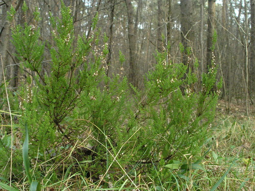 Calluna vulgaris (Scotch Heather) (alternate view 7)