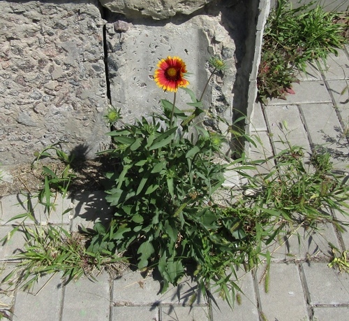 Gaillardia × grandiflora (Hybrid Blanketflower) (alternate view 5)