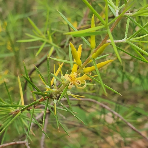 Persoonia juniperina (Prickly Geebung) (alternate view 3)