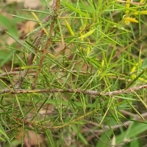 Persoonia juniperina (Prickly Geebung) (alternate view 4)