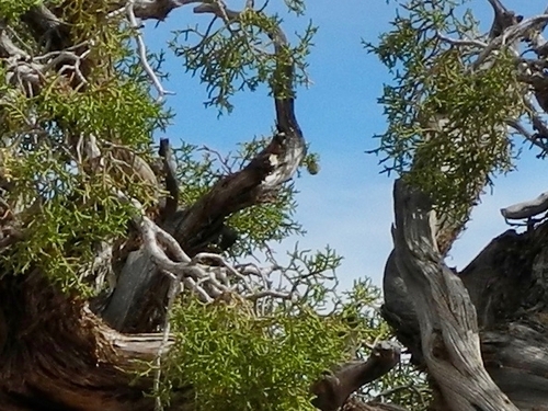 Juniperus osteosperma (Utah Juniper) (alternate view 2)