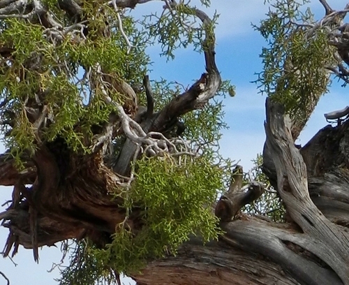 Juniperus osteosperma (Utah Juniper) (alternate view 3)