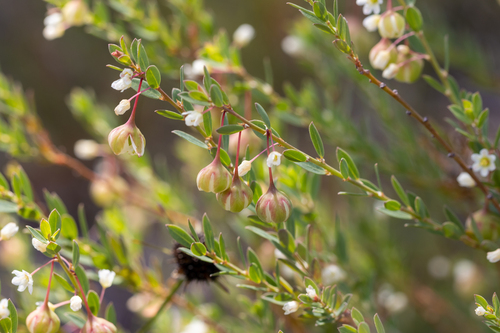 Phyllanthus calycinus (False Boronia) (alternate view 2)