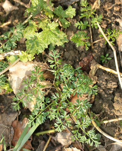 Conopodium majus (Pignut)