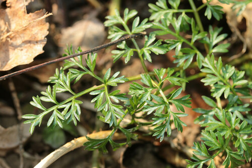 Conopodium majus (Pignut)