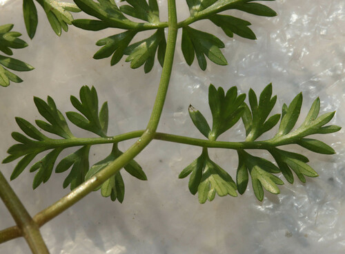 Conopodium majus (Pignut)