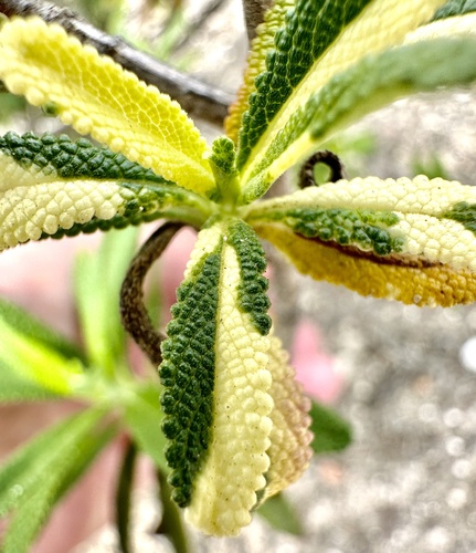 Salvia mellifera (black sage)