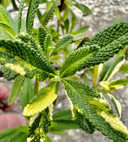 Salvia mellifera (black sage)