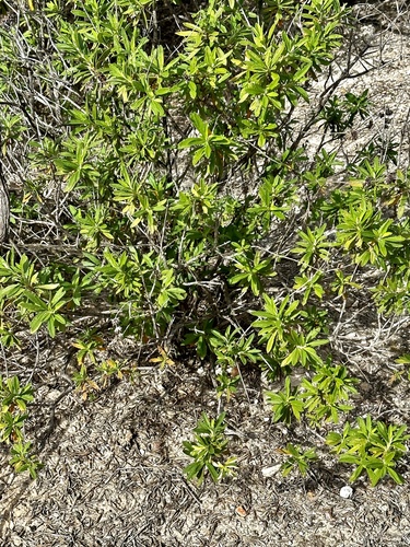 Salvia mellifera (black sage)